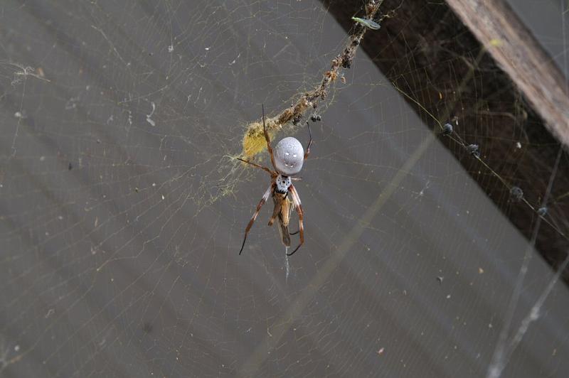 Nephila_edulis_D3623_Z_88_Hamelin pool_Australie.jpg